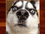 Puzzle cu câini umoristic